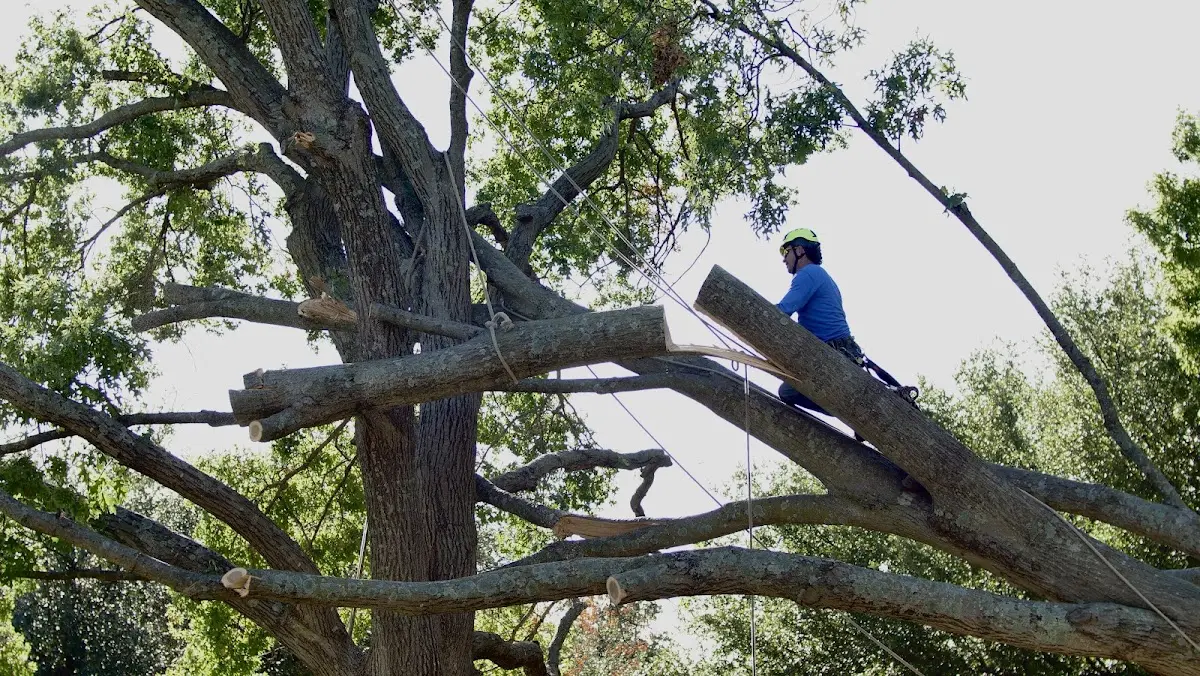 Professional Crown Thinning performed by certified arborists in Emmalena